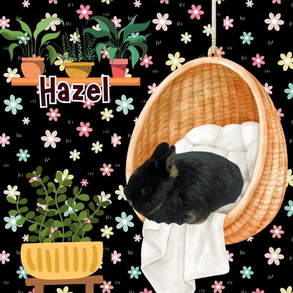 Enlarge Hazel, a Adopted Netherland Dwarf in Elizabethtown, KY image 1/1