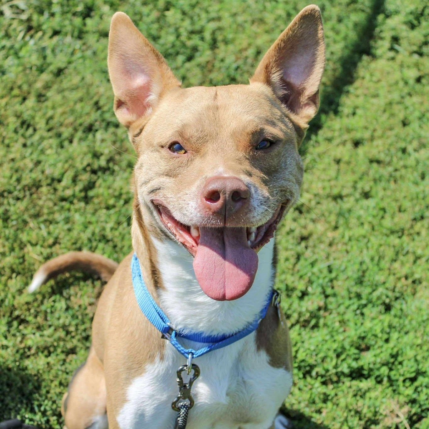 Marcello, a Adoptable Terrier in Valparaiso, IN image 4/4