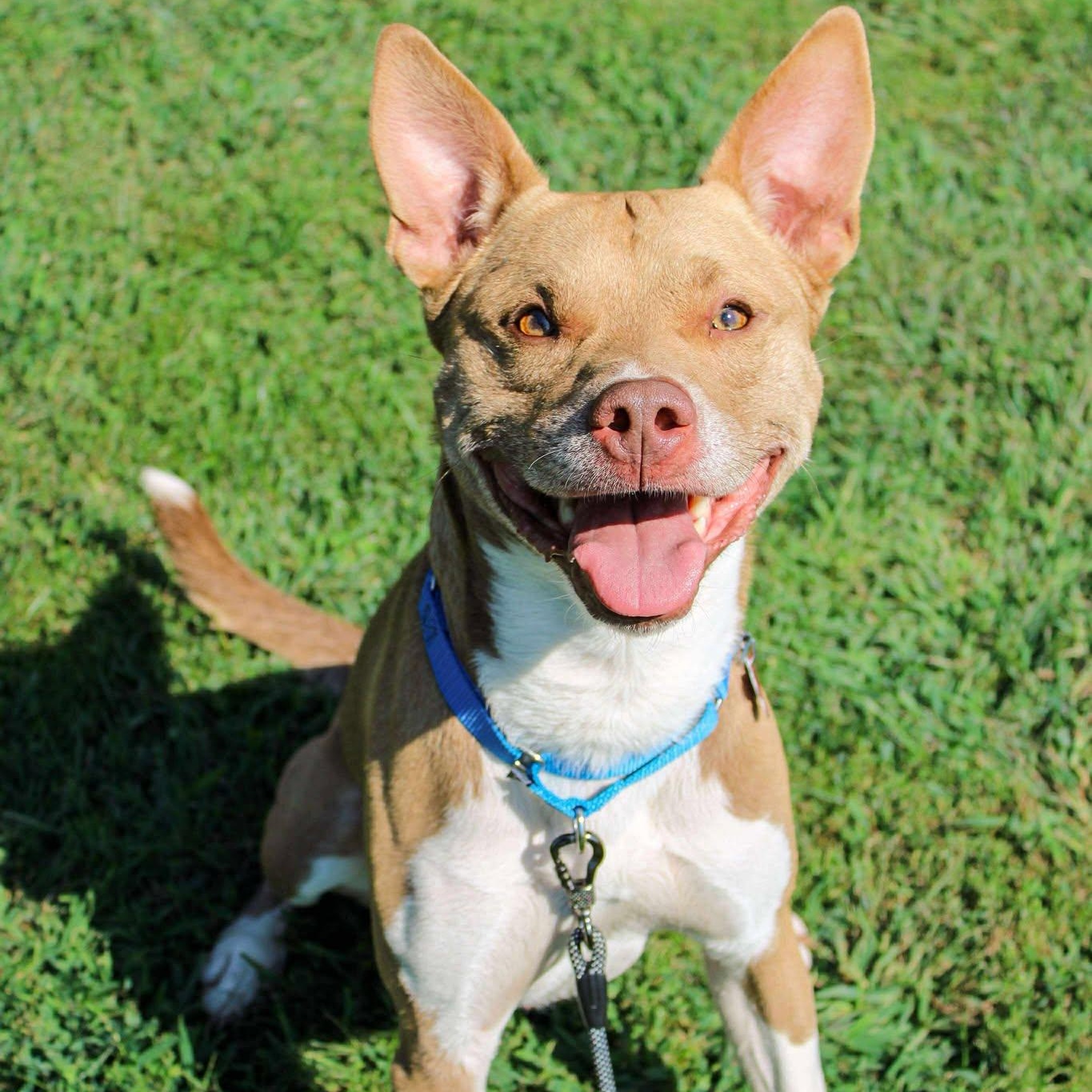 Marcello, a Adoptable Terrier in Valparaiso, IN image 1/4