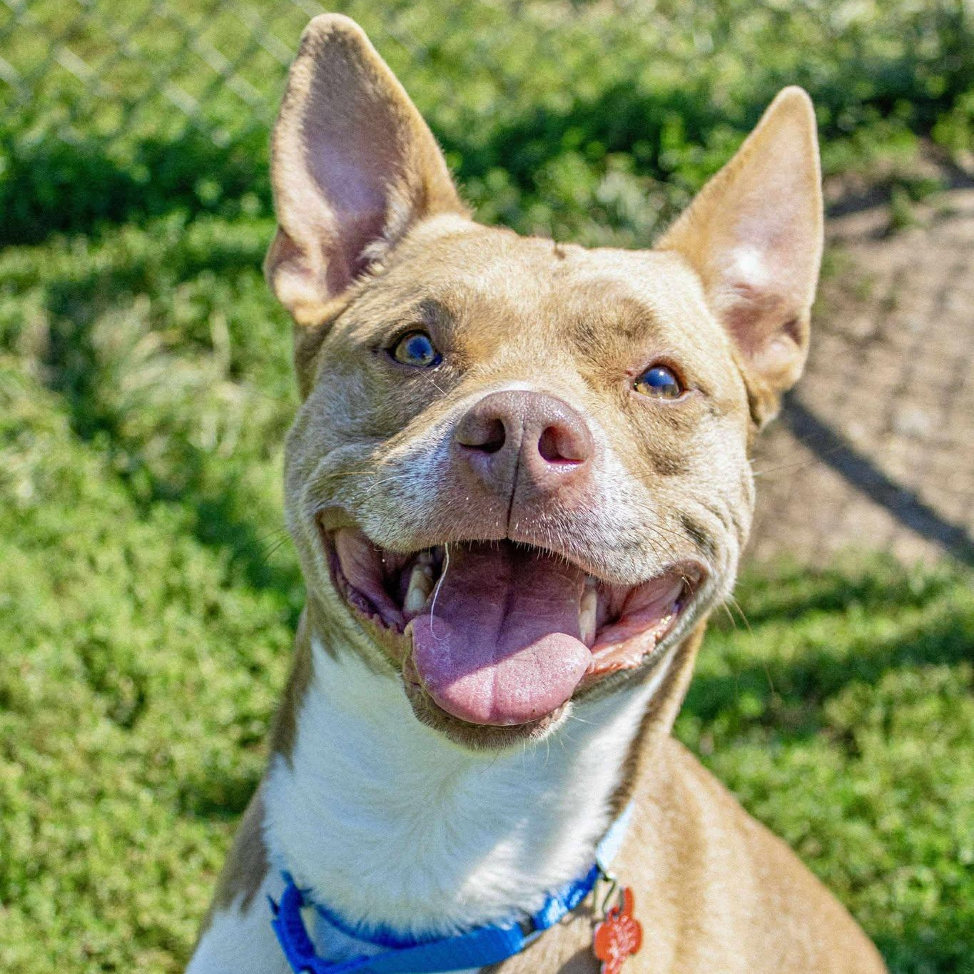 Marcello, a Adoptable Terrier in Valparaiso, IN image 3/4