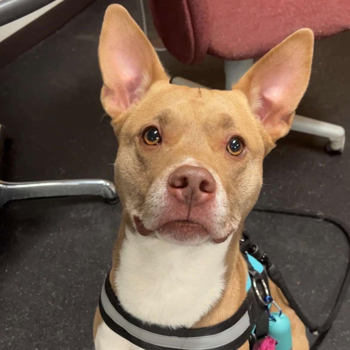 Marcello, a Adoptable Terrier in Valparaiso, IN image 2/4