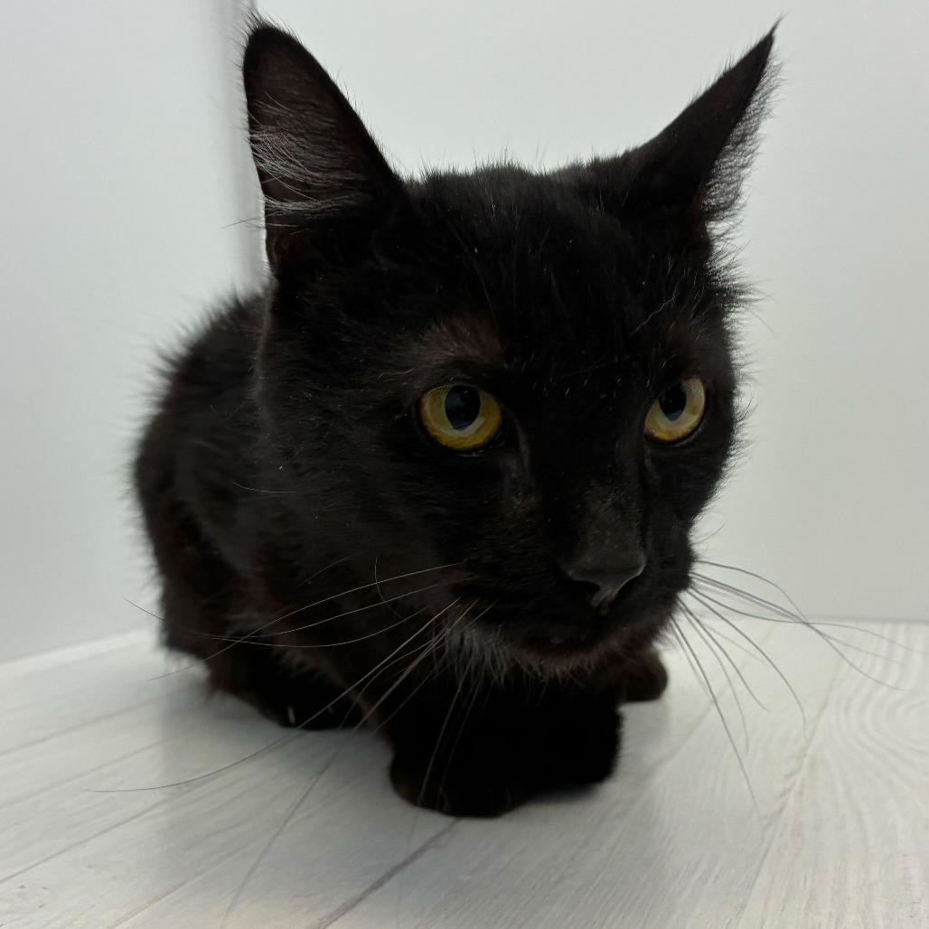 Donette — thumbnail 4