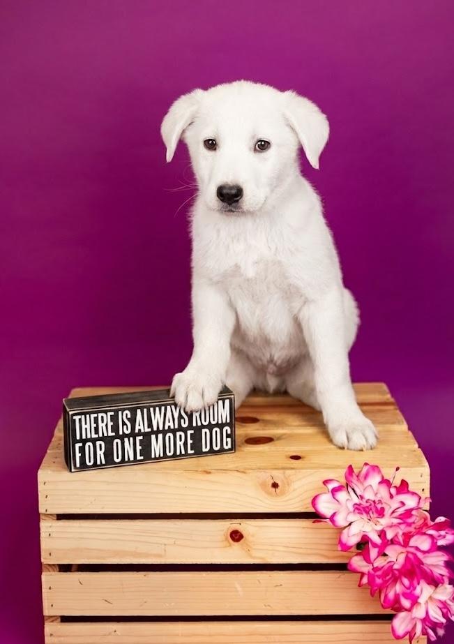 147-26, ADOPTABLE, Young Male Shepherd.