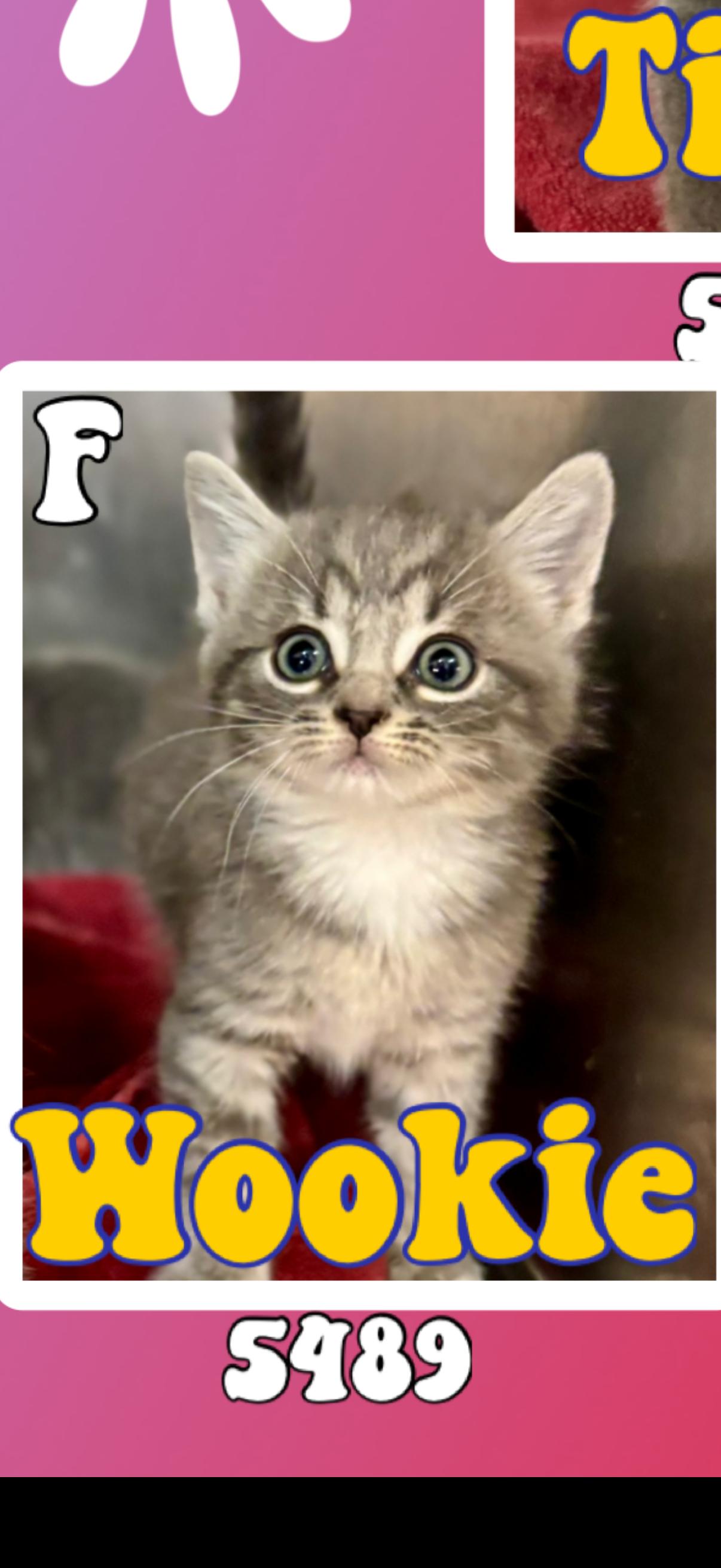 Wookie, ADOPTABLE, Kitten Female American Shorthair.