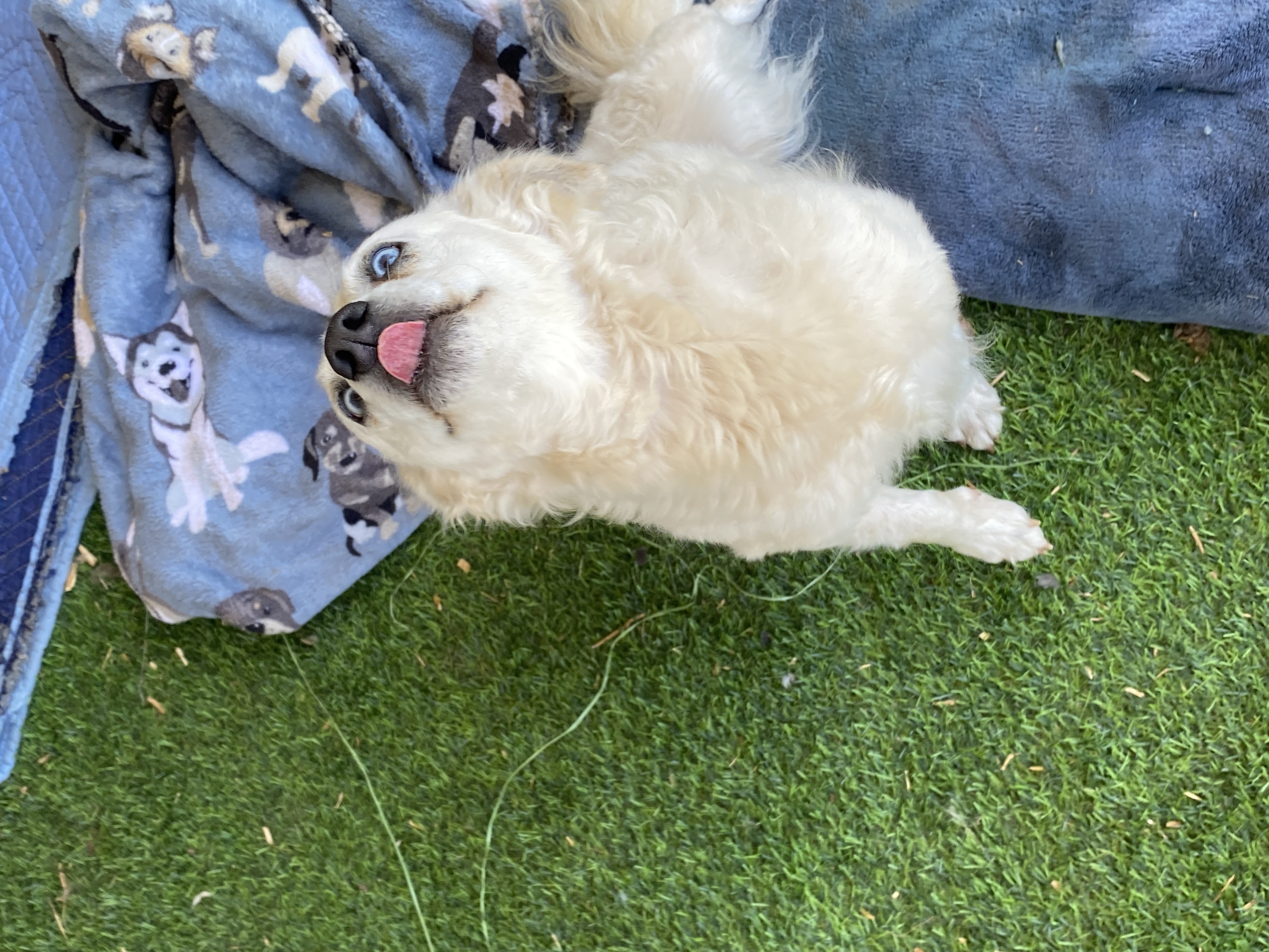 Enlarge Skylar, a Adopted Norwich Terrier in Shallowater, TX image 1/3