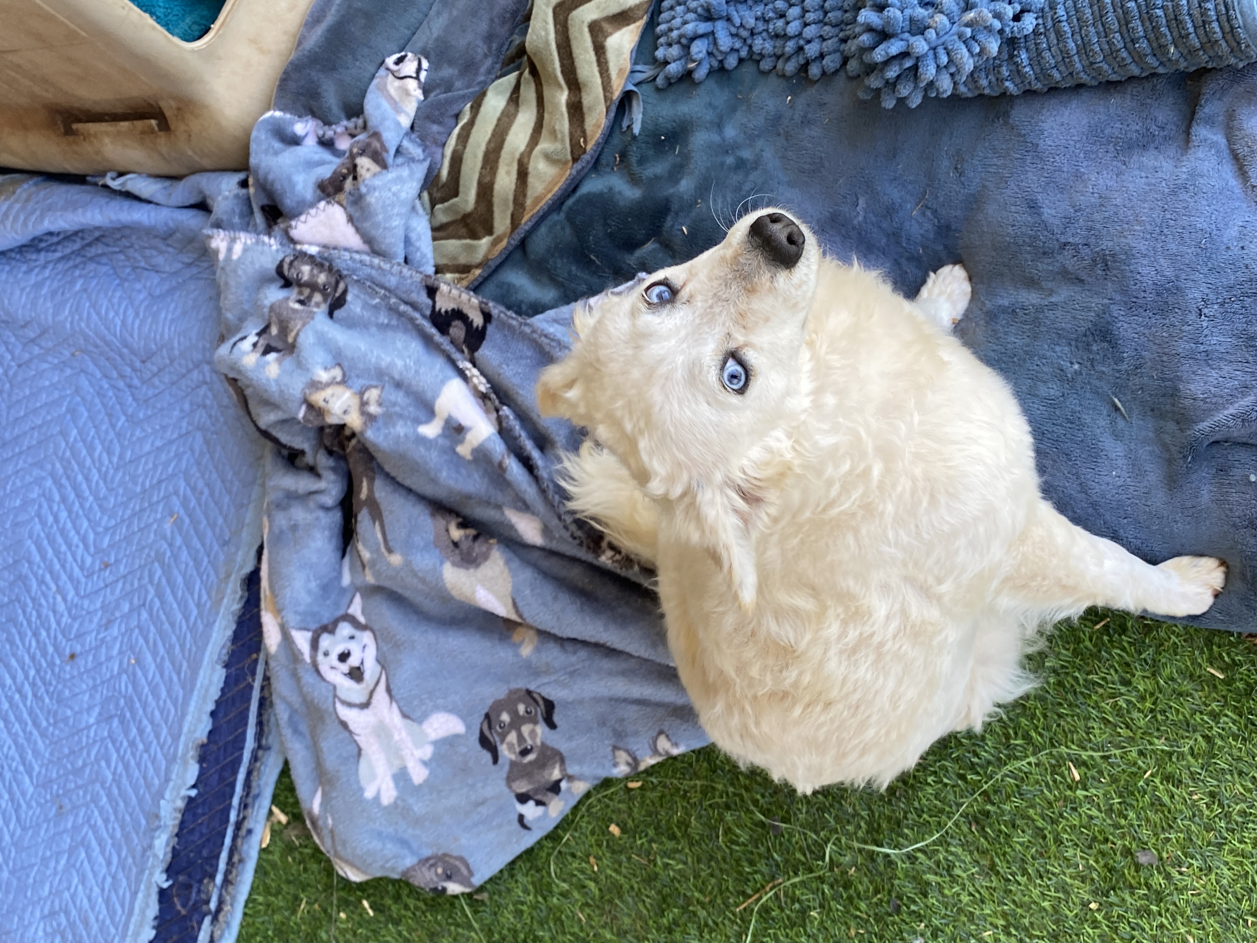 Enlarge Skylar, a Adopted Norwich Terrier in Shallowater, TX image 2/3