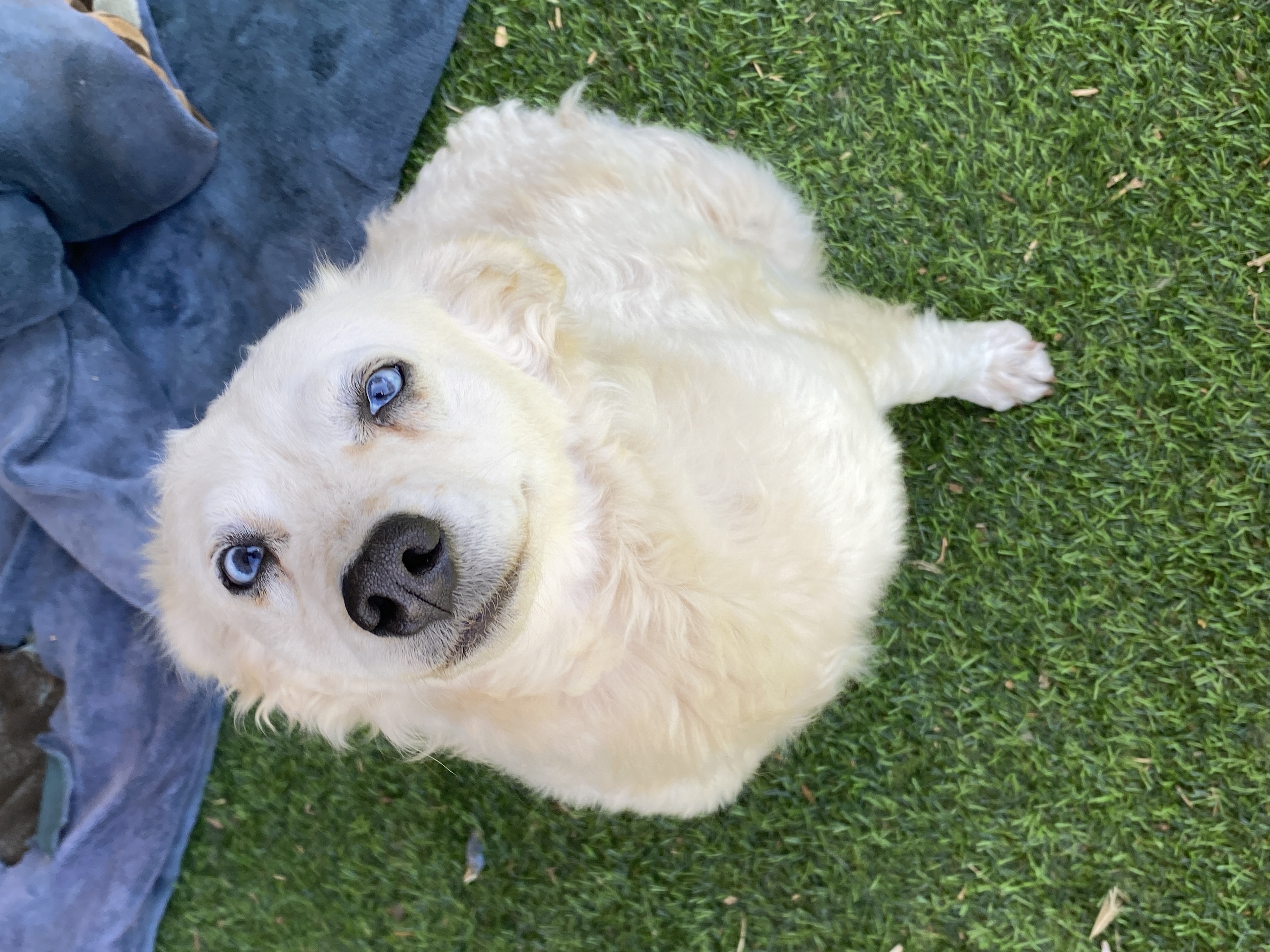 Enlarge Skylar, a Adopted Norwich Terrier in Shallowater, TX image 3/3