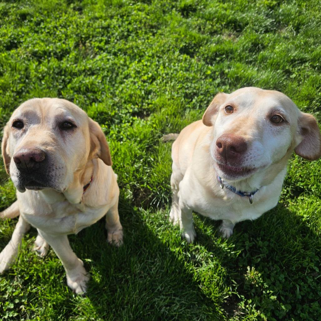 Cindy lou, Adoptable, Senior Female Yellow Labrador Retriever.