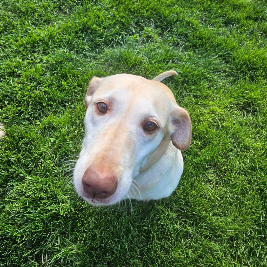 Cindy lou, a Adoptable Yellow Labrador Retriever in Sinking Spring, PA image 2/4