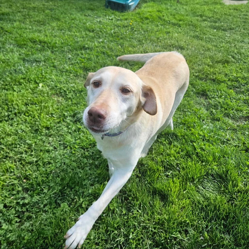 Cindy lou, a Adoptable Yellow Labrador Retriever in Sinking Spring, PA image 3/4