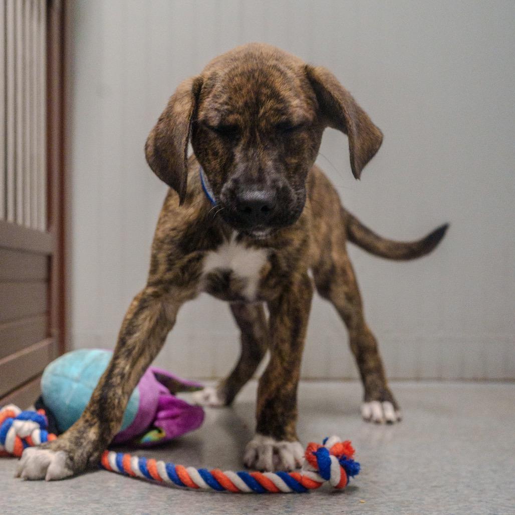 Gojo, Adoptable, Puppy Male Terrier & Mixed Breed.
