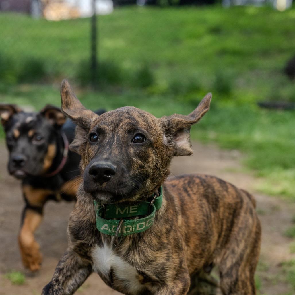 Enlarge Gojo, a Adoptable mixed breed in Pawling, NY image 2/6