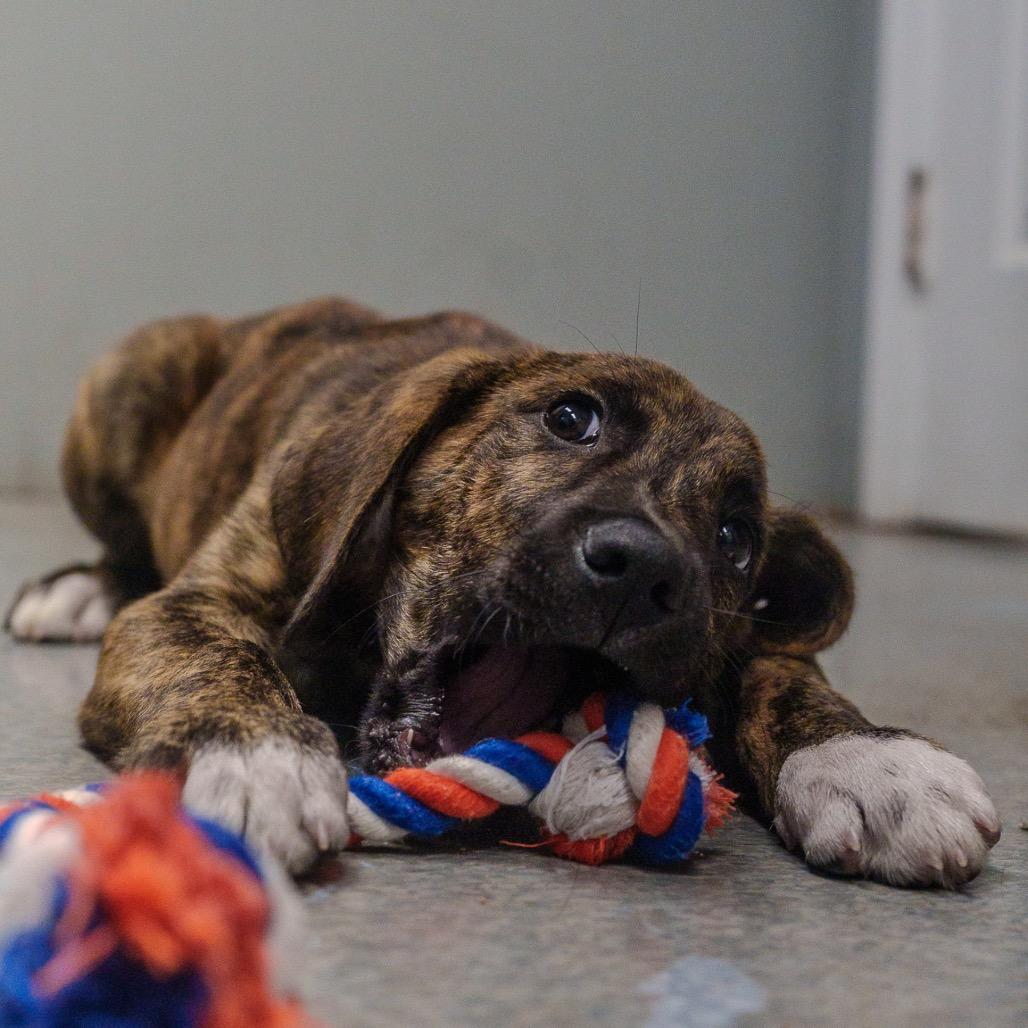 Enlarge Gojo, a Adoptable mixed breed in Pawling, NY image 3/6