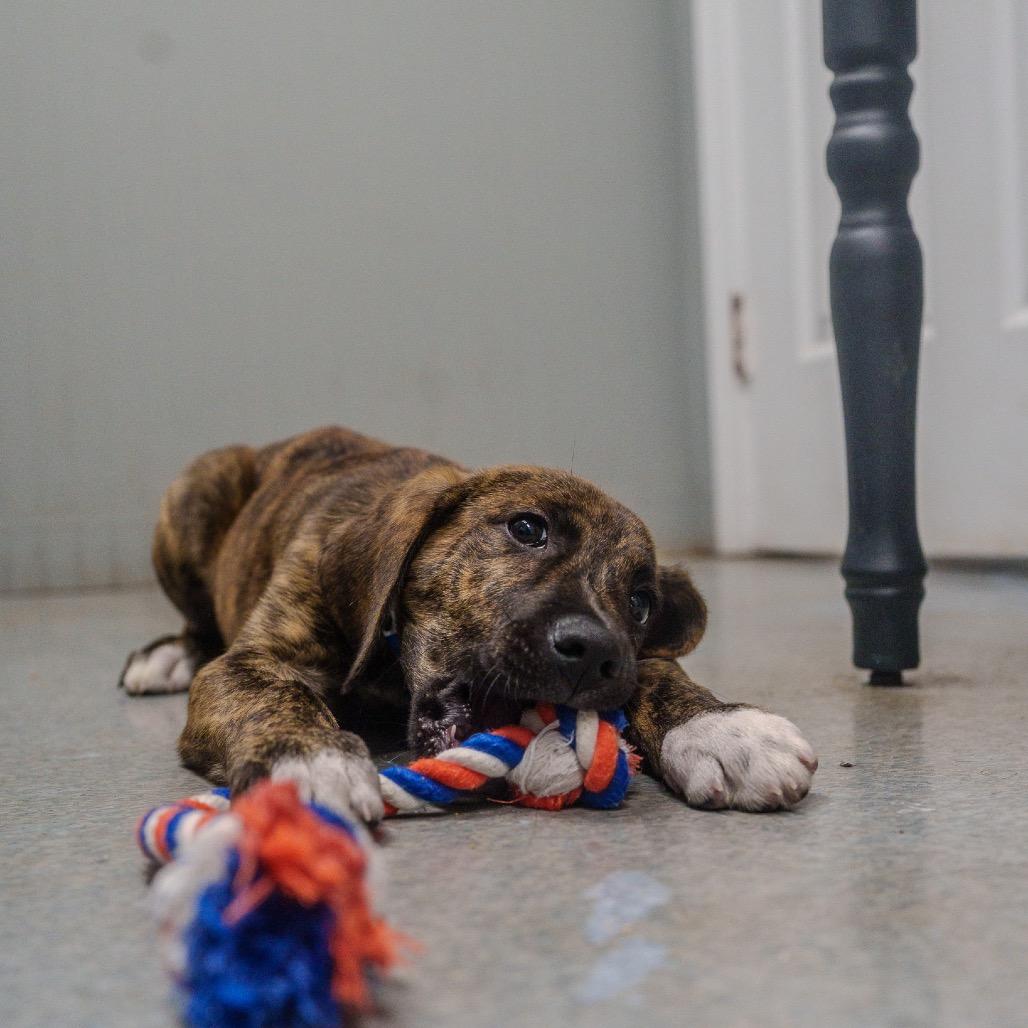 Enlarge Gojo, a Adoptable mixed breed in Pawling, NY image 4/6