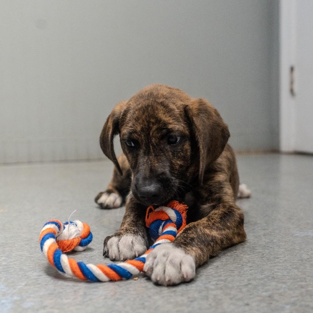 Enlarge Gojo, a Adoptable mixed breed in Pawling, NY image 5/6