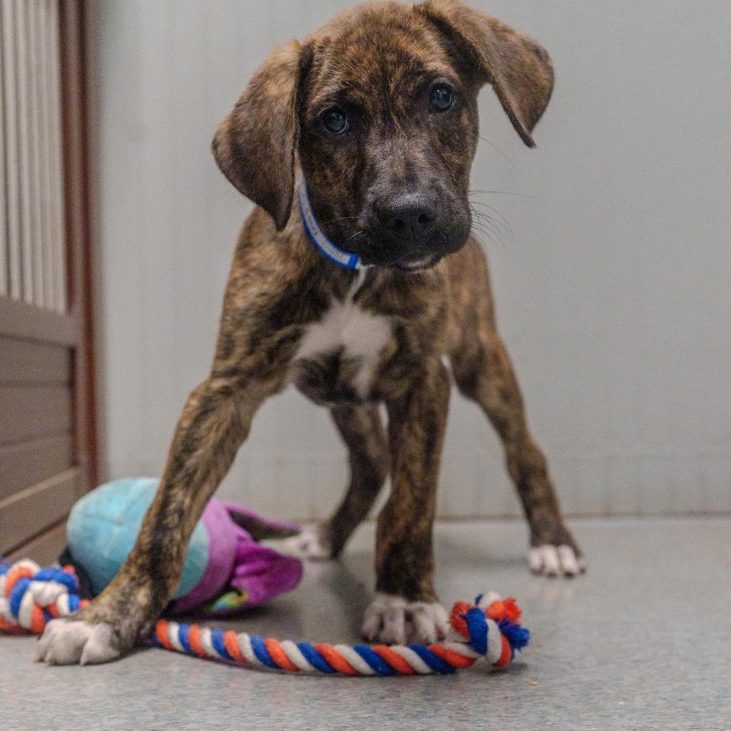 Enlarge Gojo, a Adoptable mixed breed in Pawling, NY image 6/6