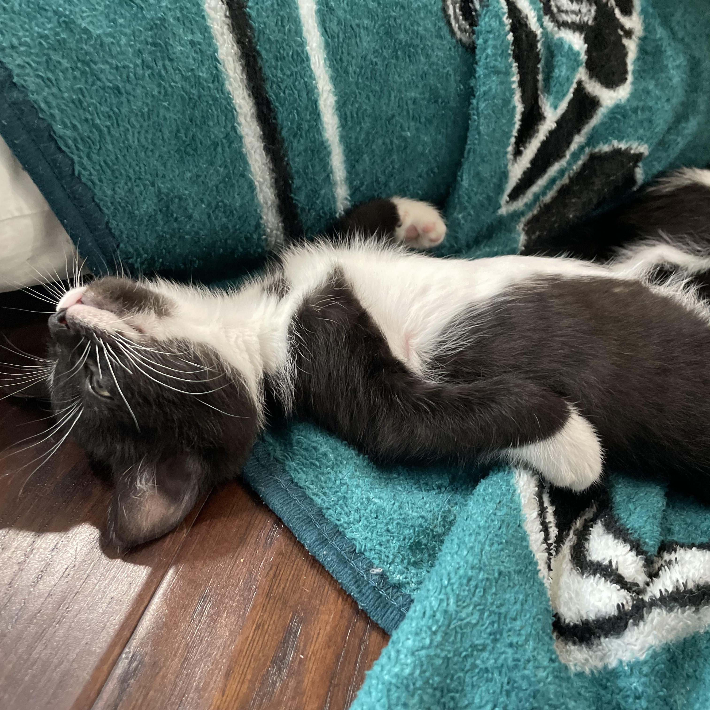 Enlarge Wabbit, an adopted Domestic Short Hair in Haddon Heights, NJ image 3/5