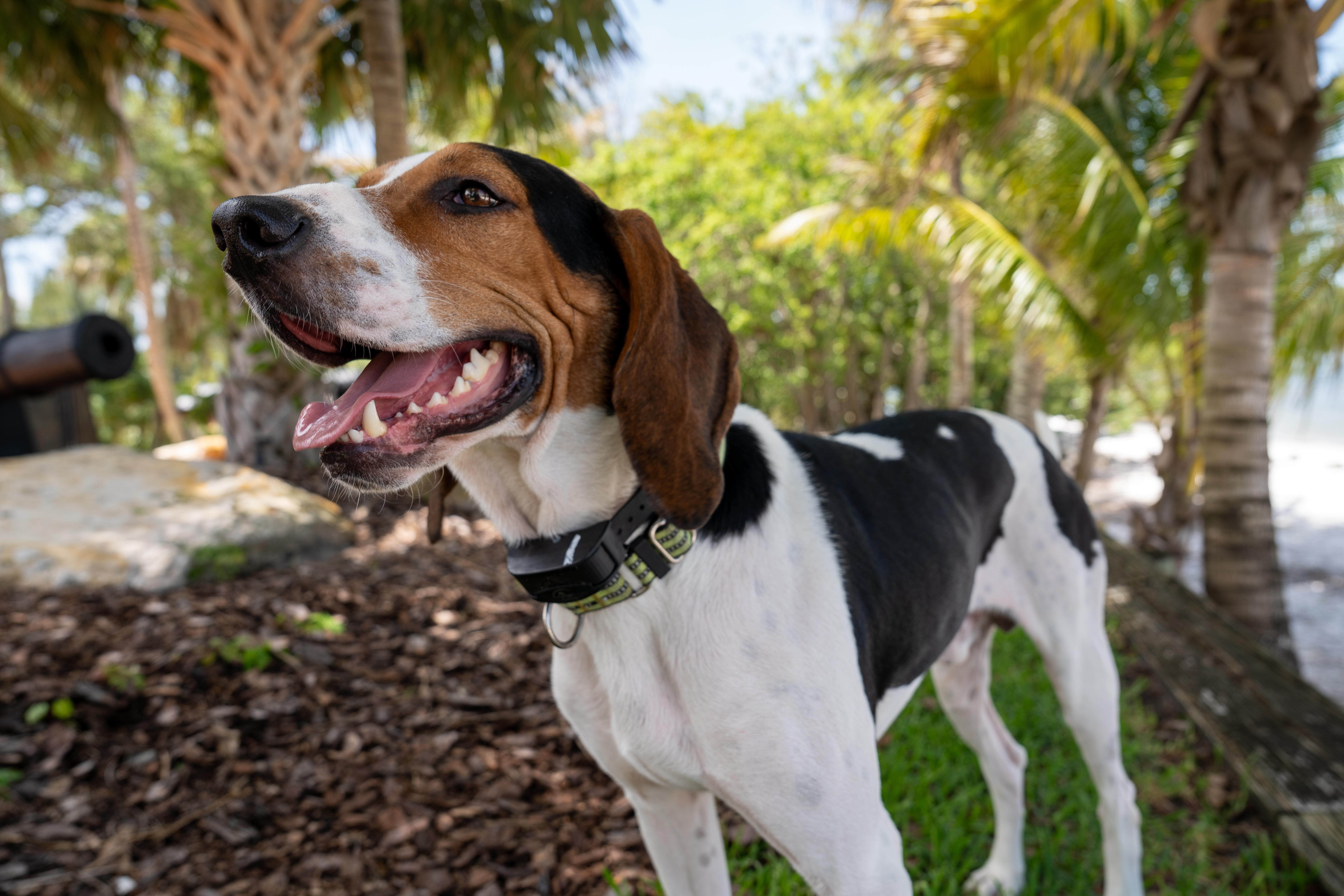 Enlarge Rosco, a ADOPTABLE mixed breed in Salisbury, NC image 3/4