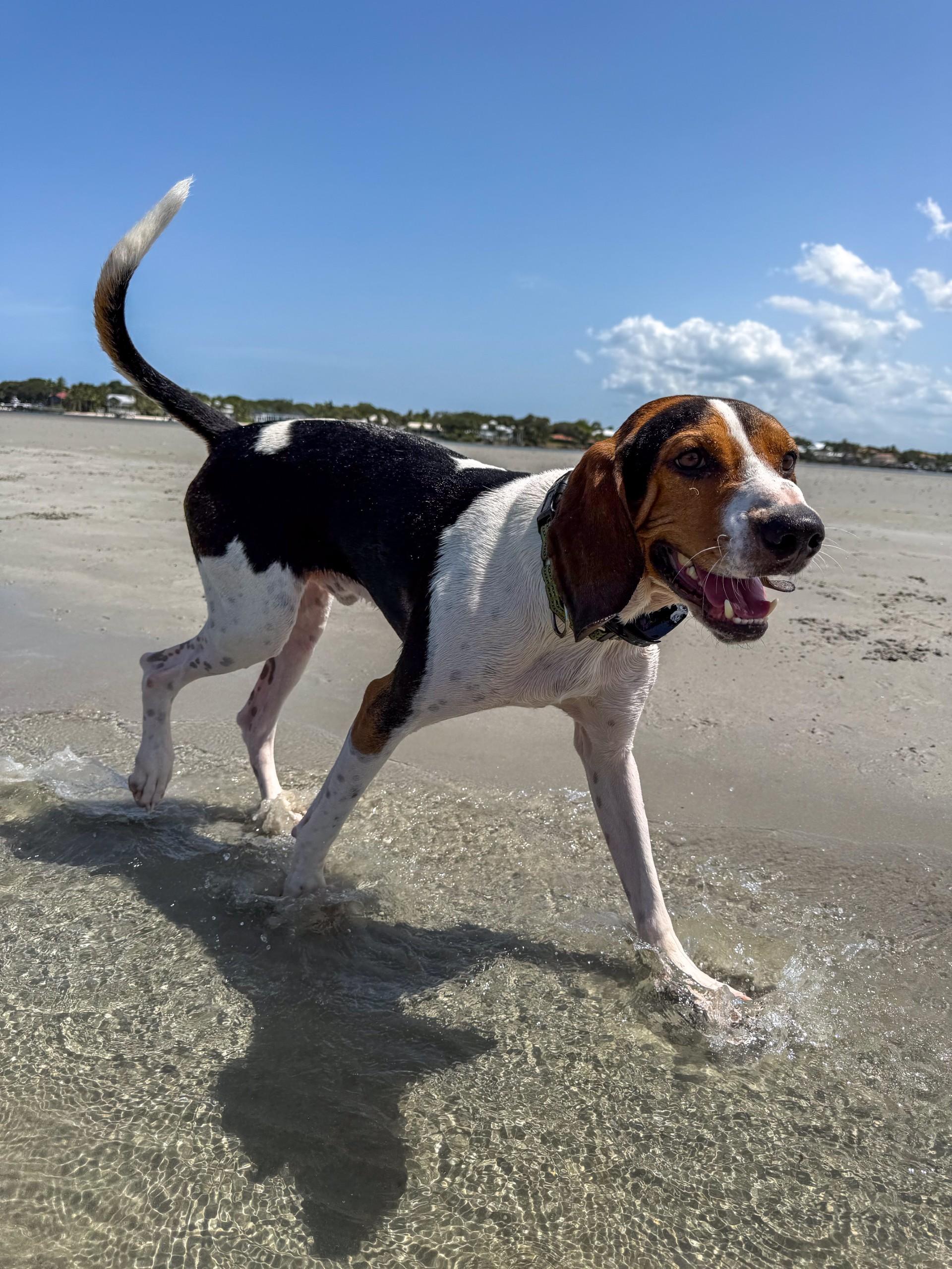 Rosco, ADOPTABLE, Young Male Coonhound.