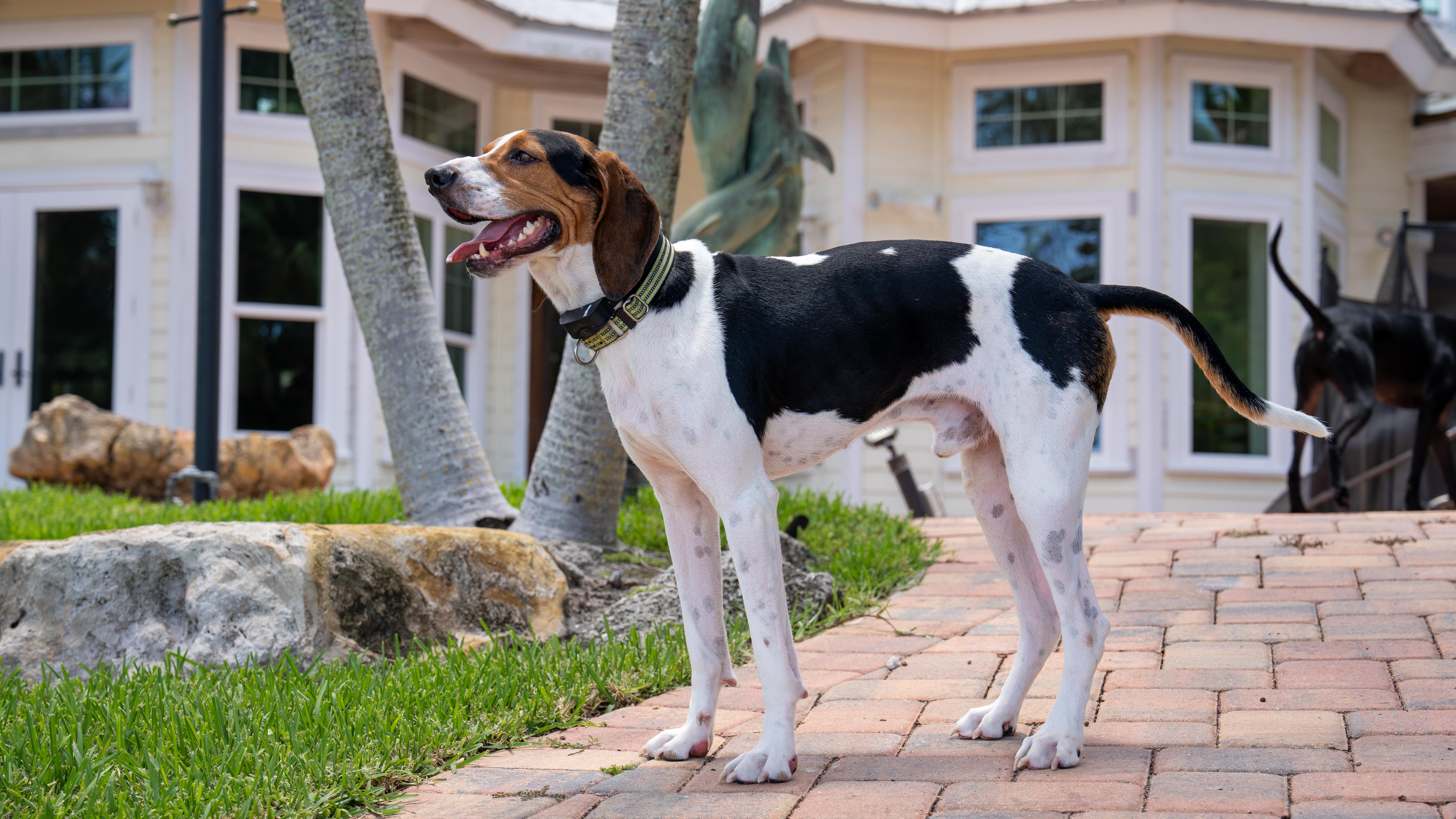 Enlarge Rosco, a ADOPTABLE mixed breed in Salisbury, NC image 2/4