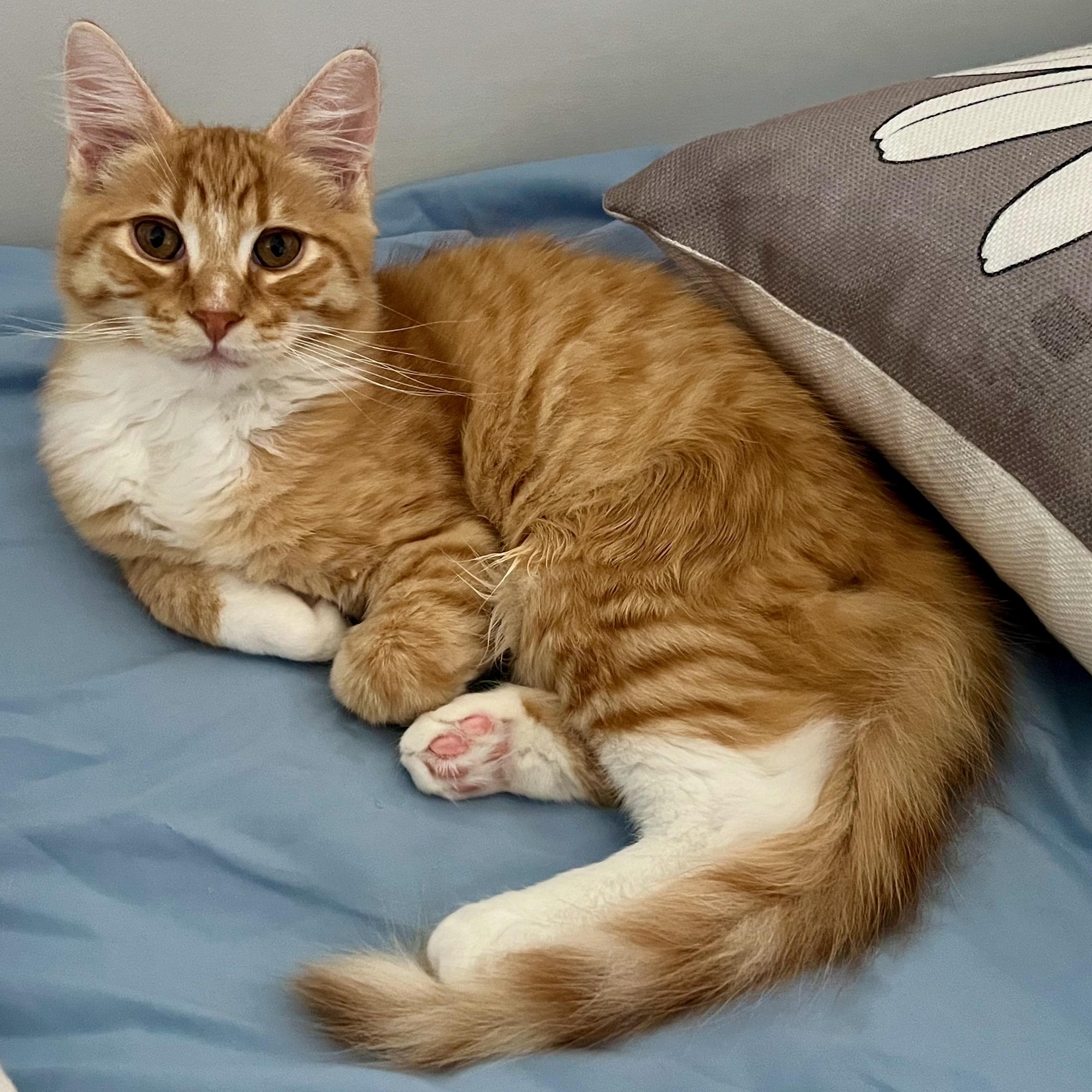 Woody, a Adoptable Domestic Long Hair in San Carlos, CA image 1/6