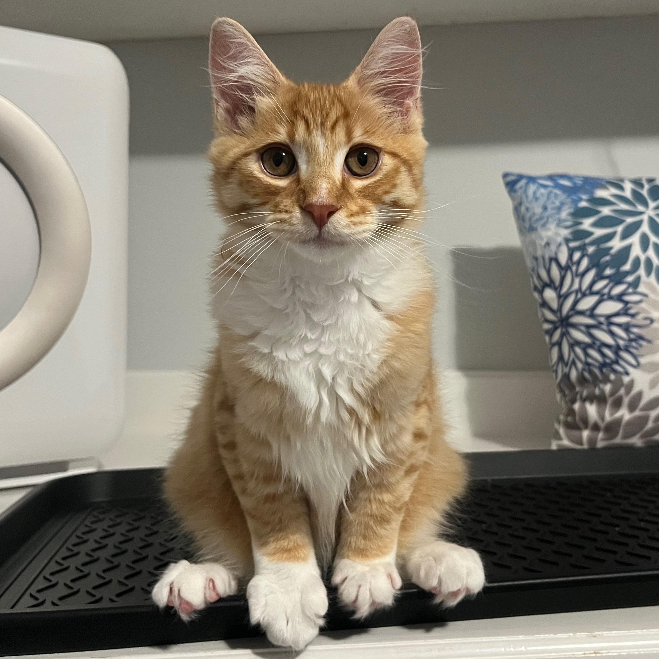 Woody, a Adoptable Domestic Long Hair in San Carlos, CA image 6/6