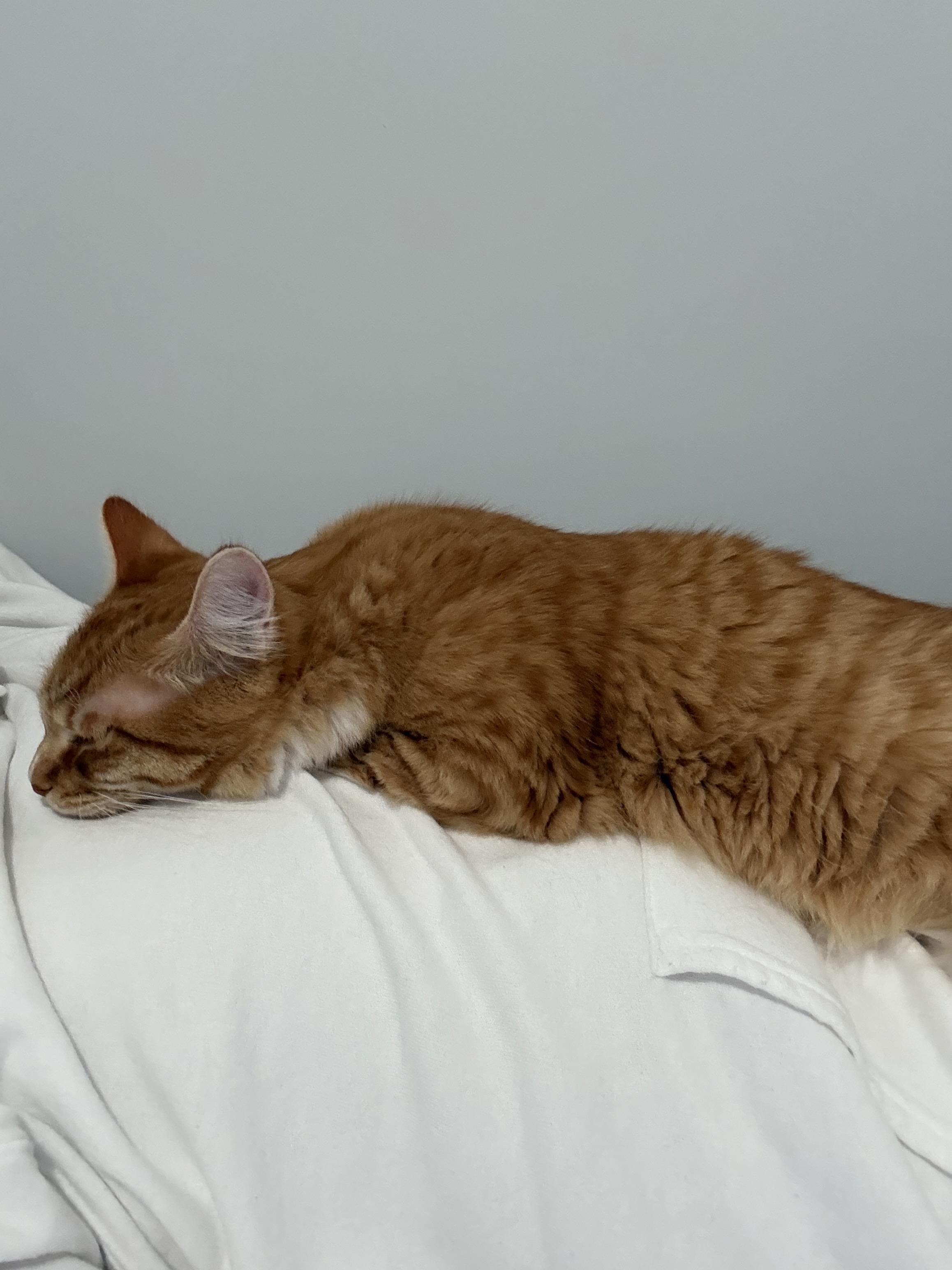 Enlarge Woody, a Adoptable Domestic Long Hair in San Carlos, CA image 2/6