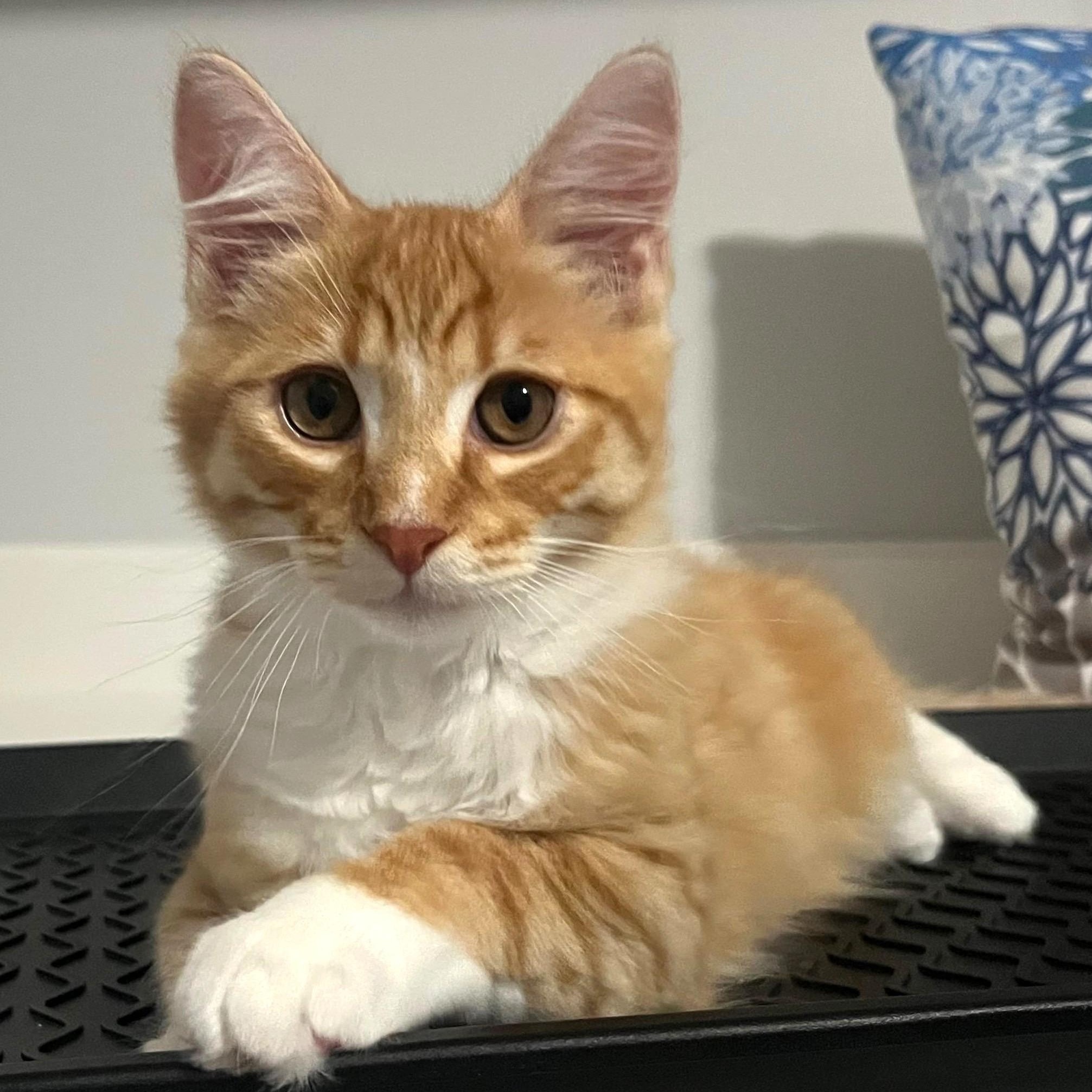 Woody, Adoptable, Young Male Domestic Long Hair.