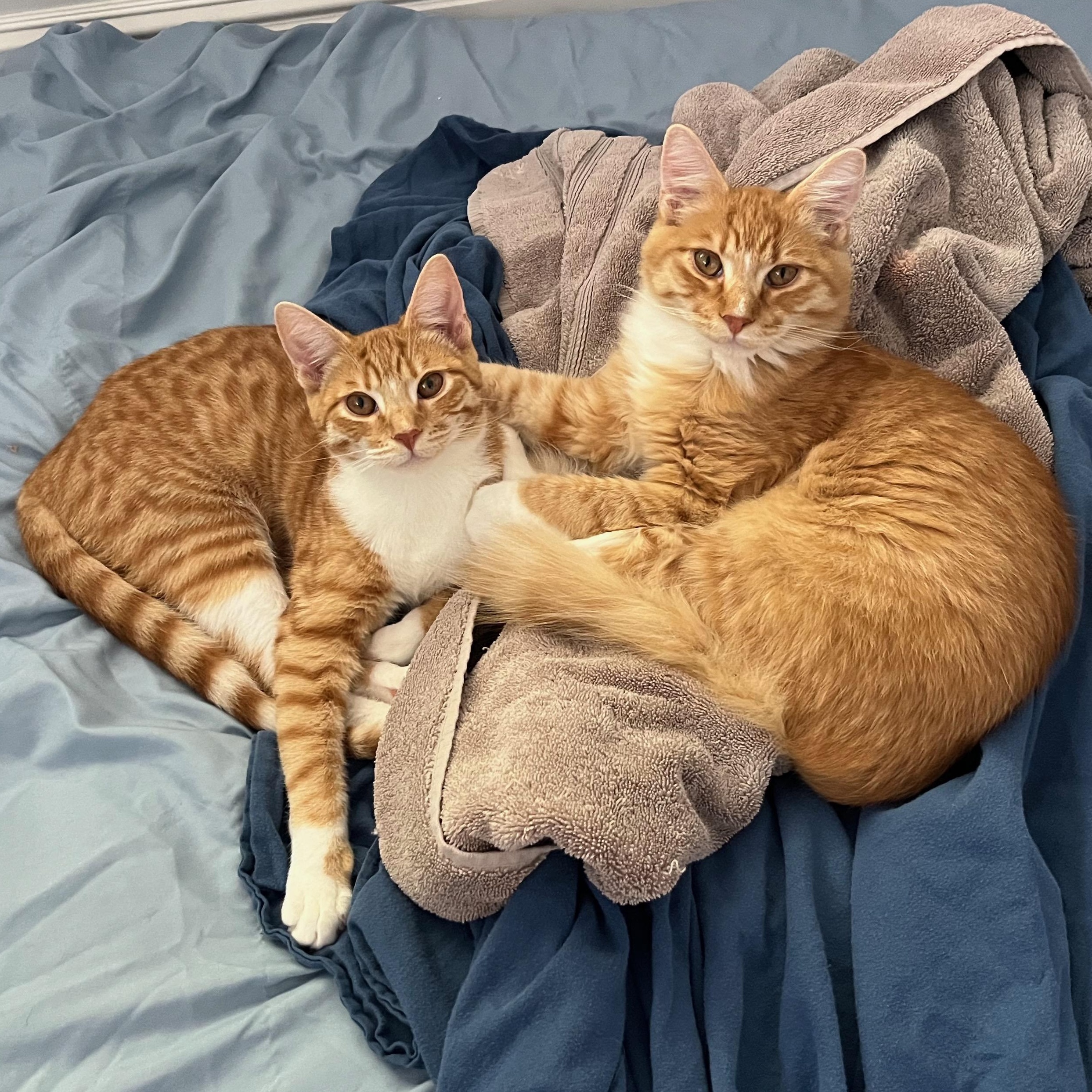 Woody, a Adoptable Domestic Long Hair in San Carlos, CA image 2/6