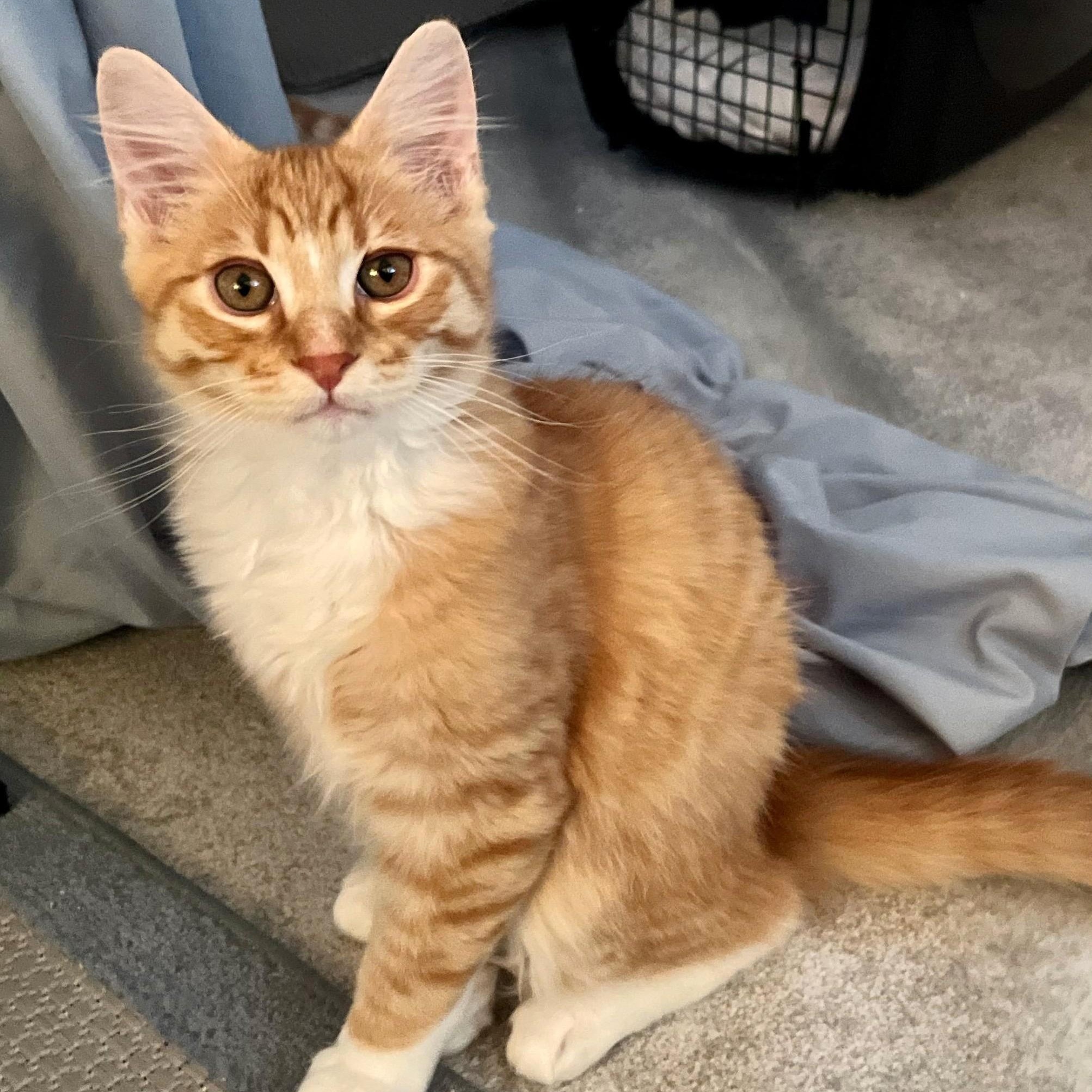 Woody, a Adoptable Domestic Long Hair in San Carlos, CA image 5/6