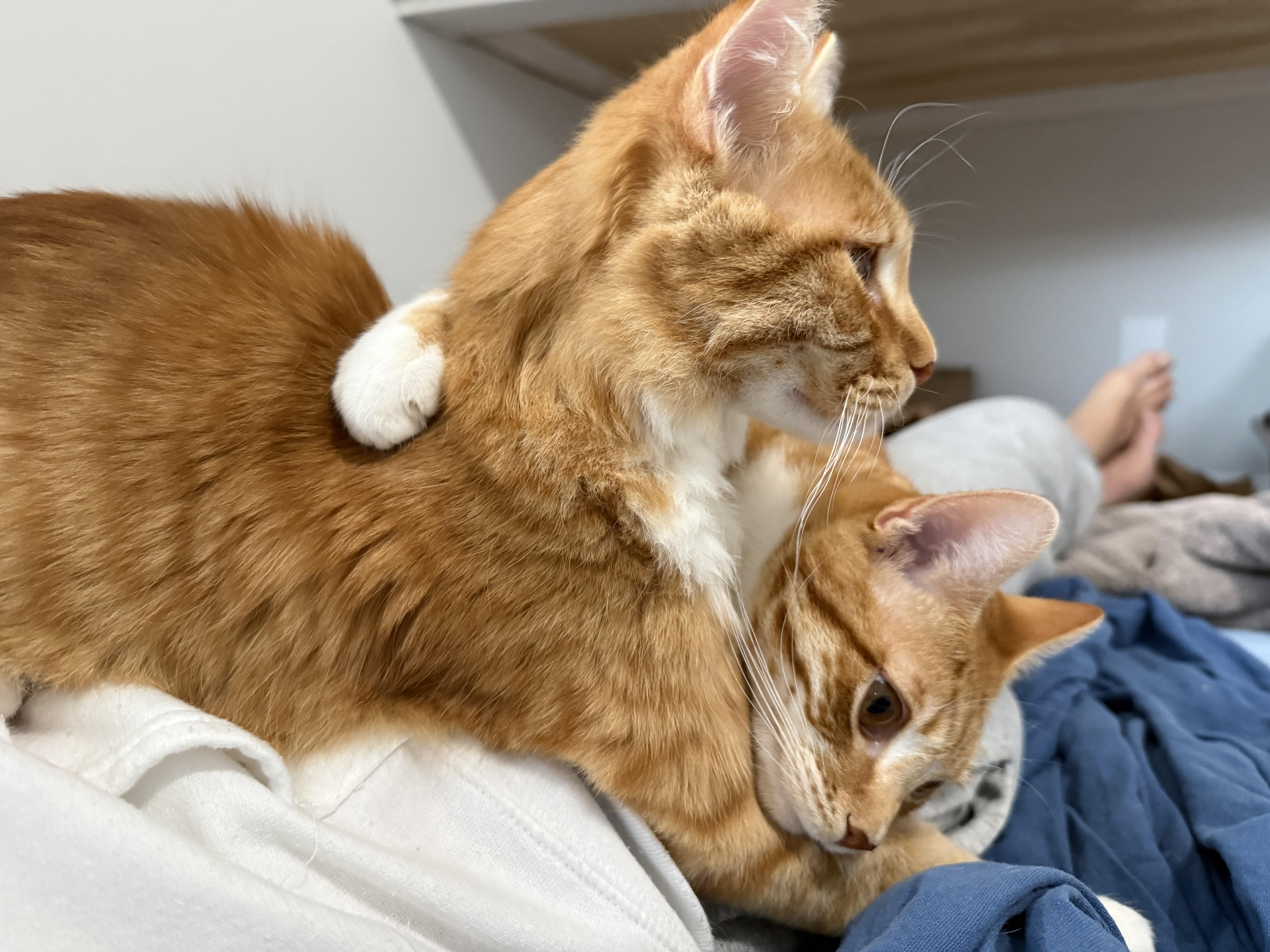 Enlarge Woody, a Adoptable Domestic Long Hair in San Carlos, CA image 6/6