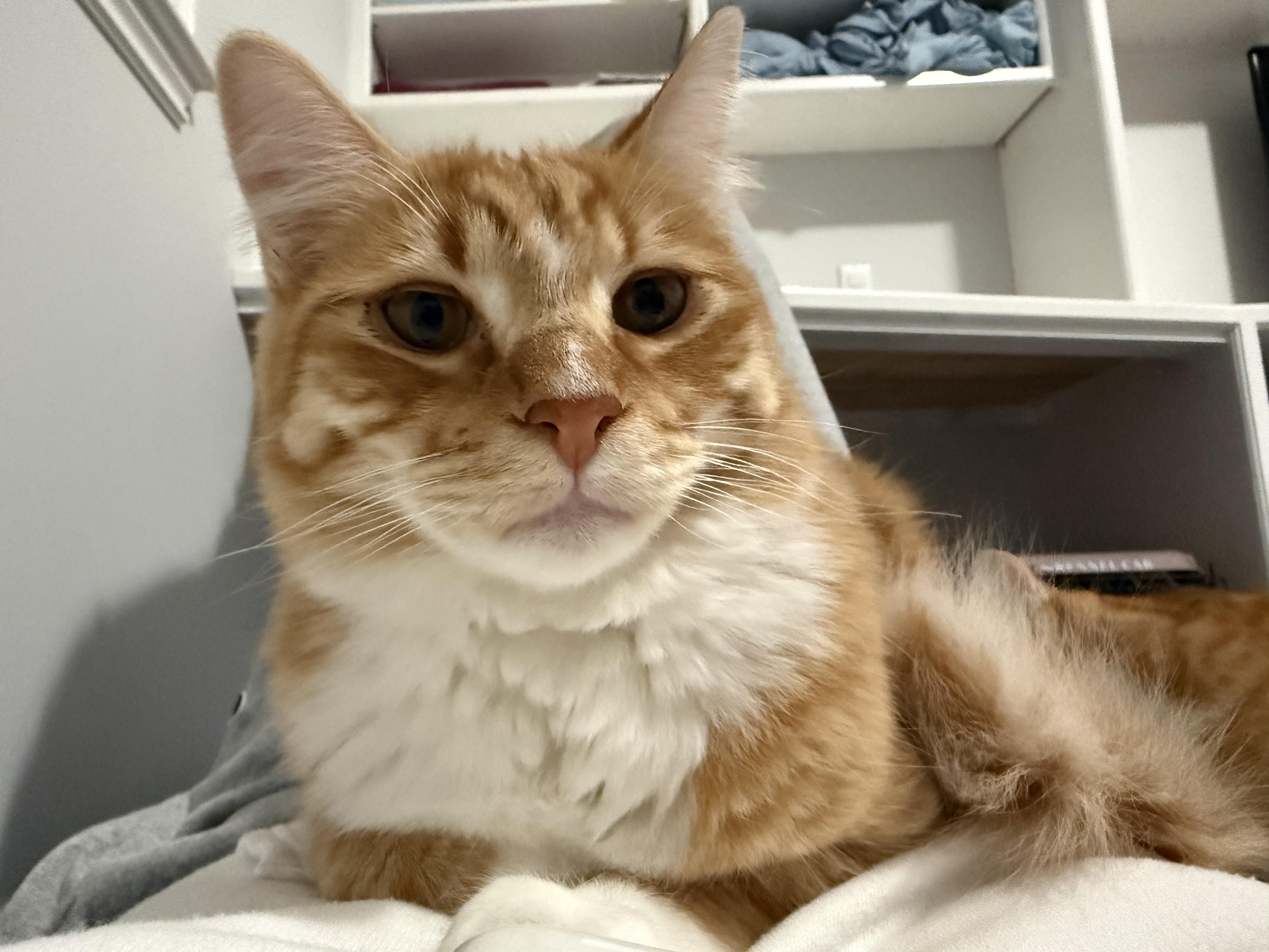 Woody, Adoptable, Young Male Domestic Long Hair.