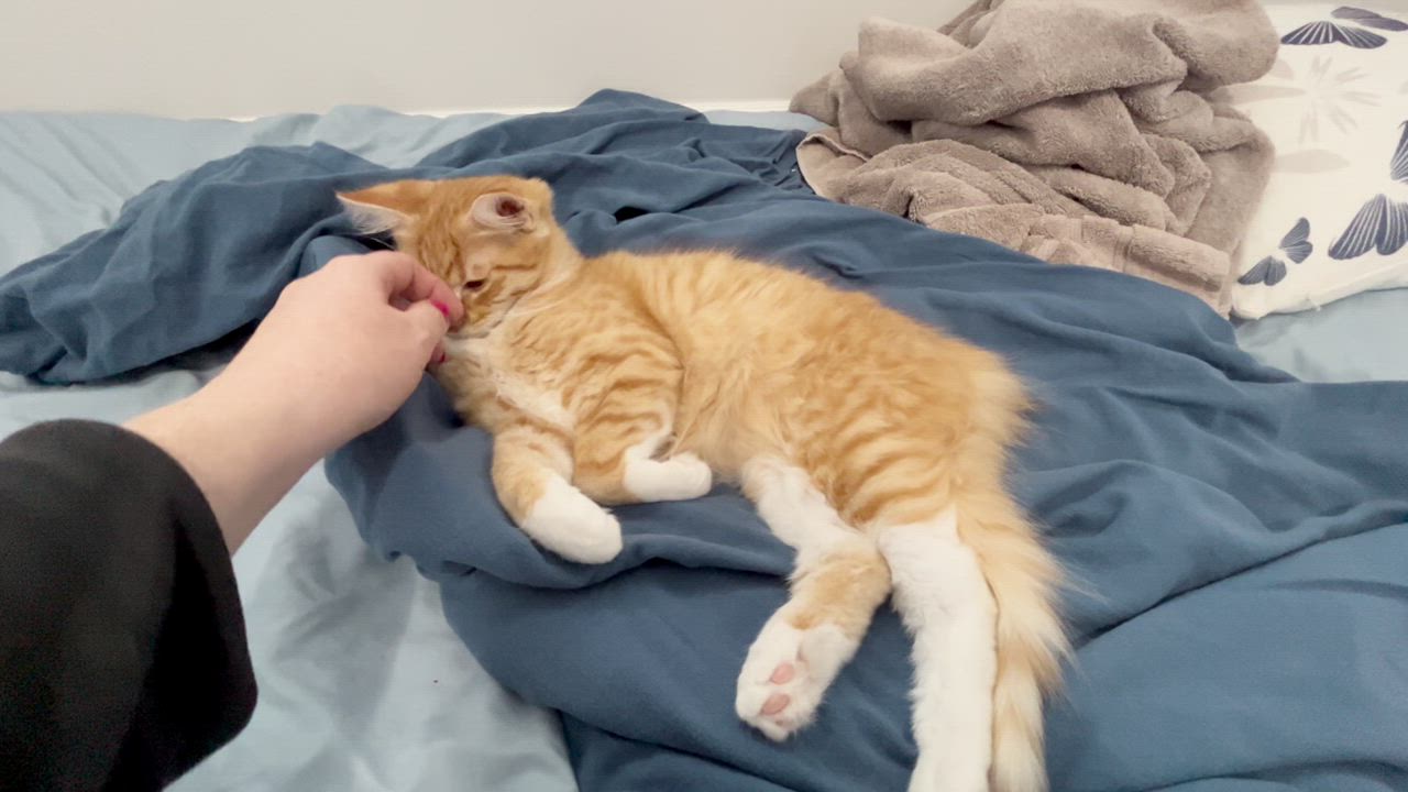 Enlarge Woody, a Adoptable Domestic Long Hair in San Carlos, CA video 4/6