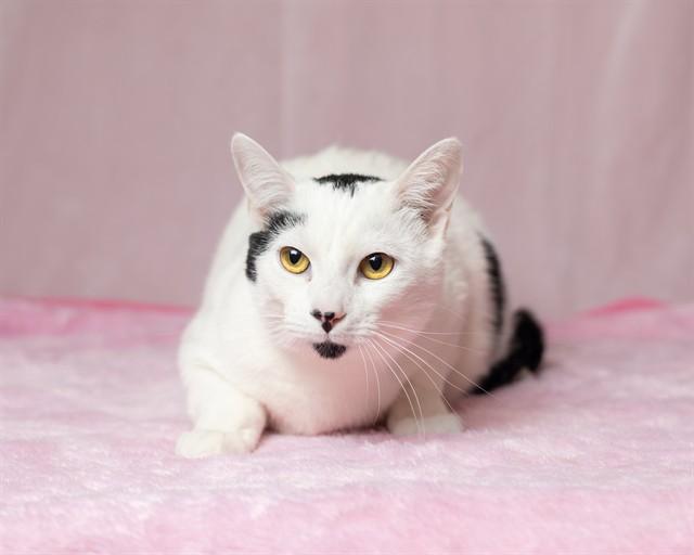 AIZAWA, Adoptable, Young Male Domestic Short Hair.