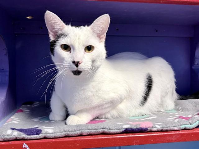 Enlarge AIZAWA, a Adoptable Domestic Short Hair in Ames, IA image 1/1