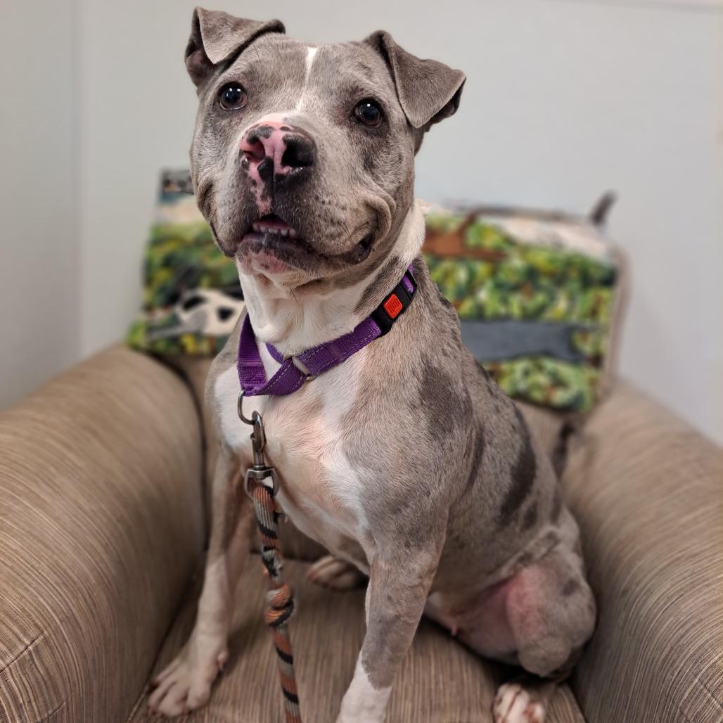 Dahlia, Adoptable, Adult Female Pit Bull Terrier & Mixed Breed.