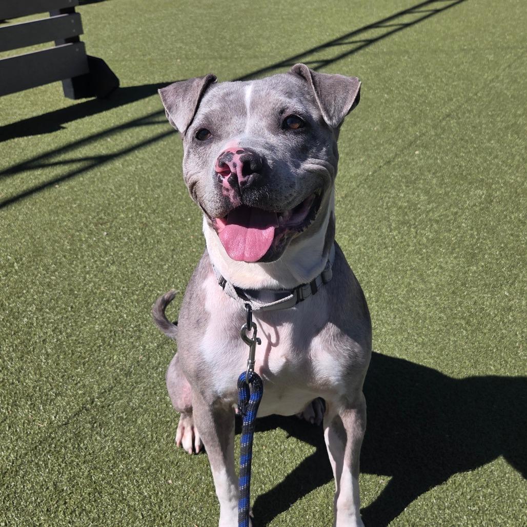 Enlarge Dahlia, a Adoptable mixed breed in Albuquerque, NM image 5/6