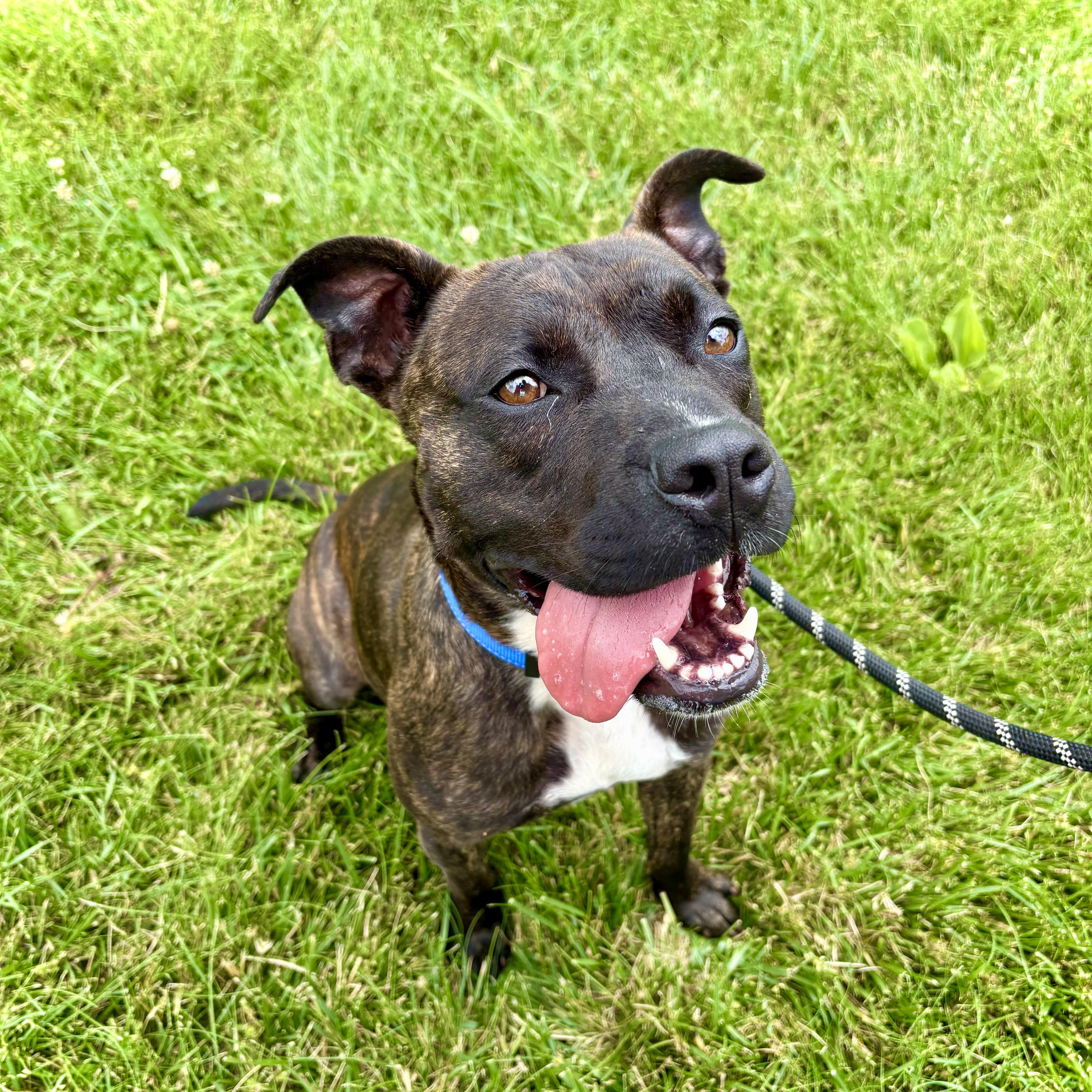 Enlarge Esme GCI Trained Graduate, an adoptable Mixed Breed in Elyria, OH image 3/5