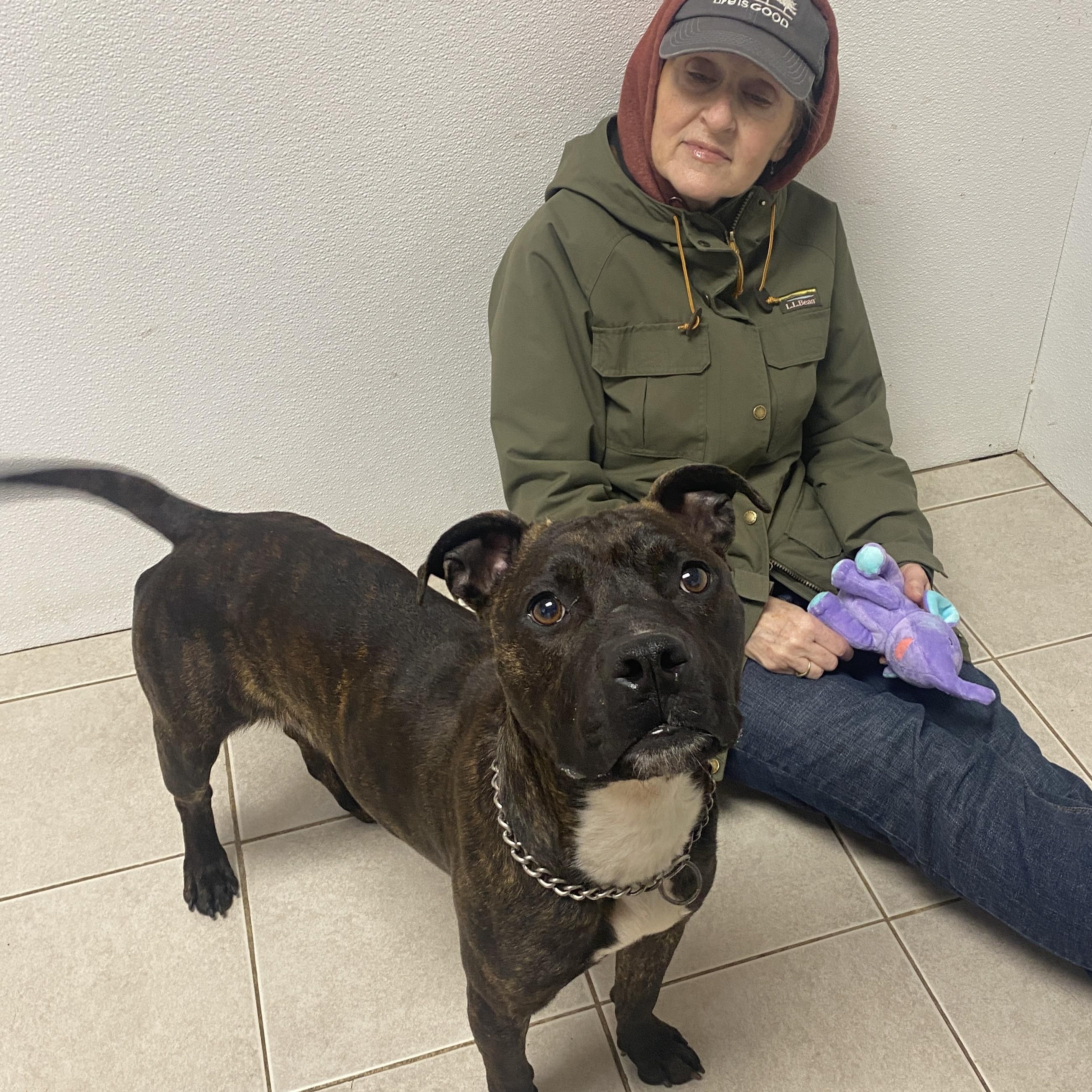 Enlarge Esme GCI Trained Graduate, an adoptable Mixed Breed in Elyria, OH image 4/5