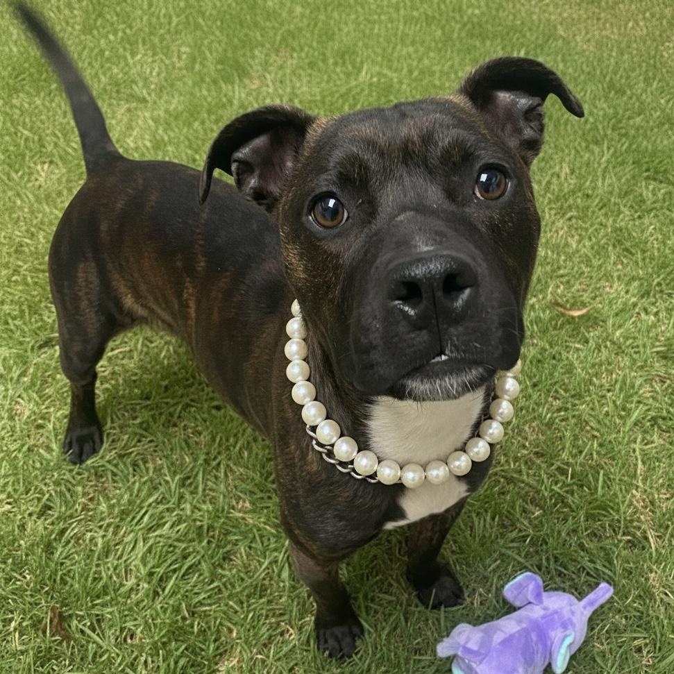 Esme GCI Trained Graduate, adoptable, Adult Female Mixed Breed.