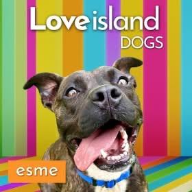 Enlarge Esme GCI Trained Graduate, an adoptable Mixed Breed in Elyria, OH image 2/5