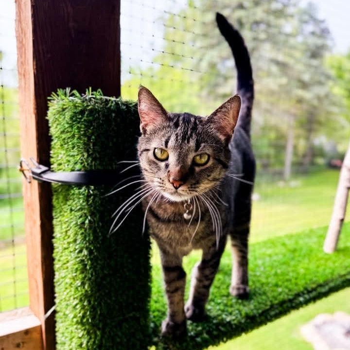 Pumba, Adoptable, Adult Female Tabby.