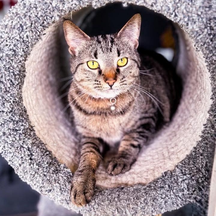 Pumba, a Adoptable Tabby in Kentwood, MI image 2/6
