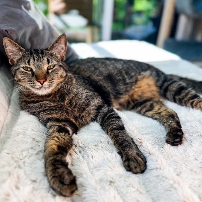 Pumba, a Adoptable Tabby in Kentwood, MI image 4/6