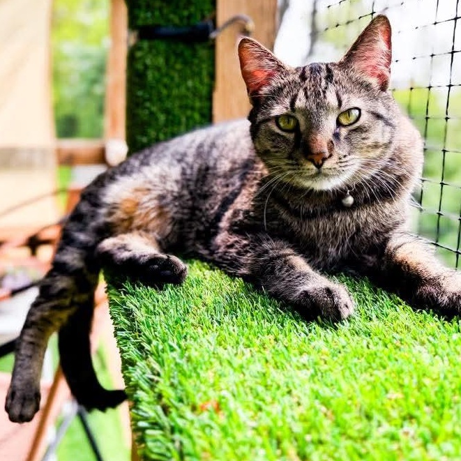 Pumba, a Adoptable Tabby in Kentwood, MI image 3/6