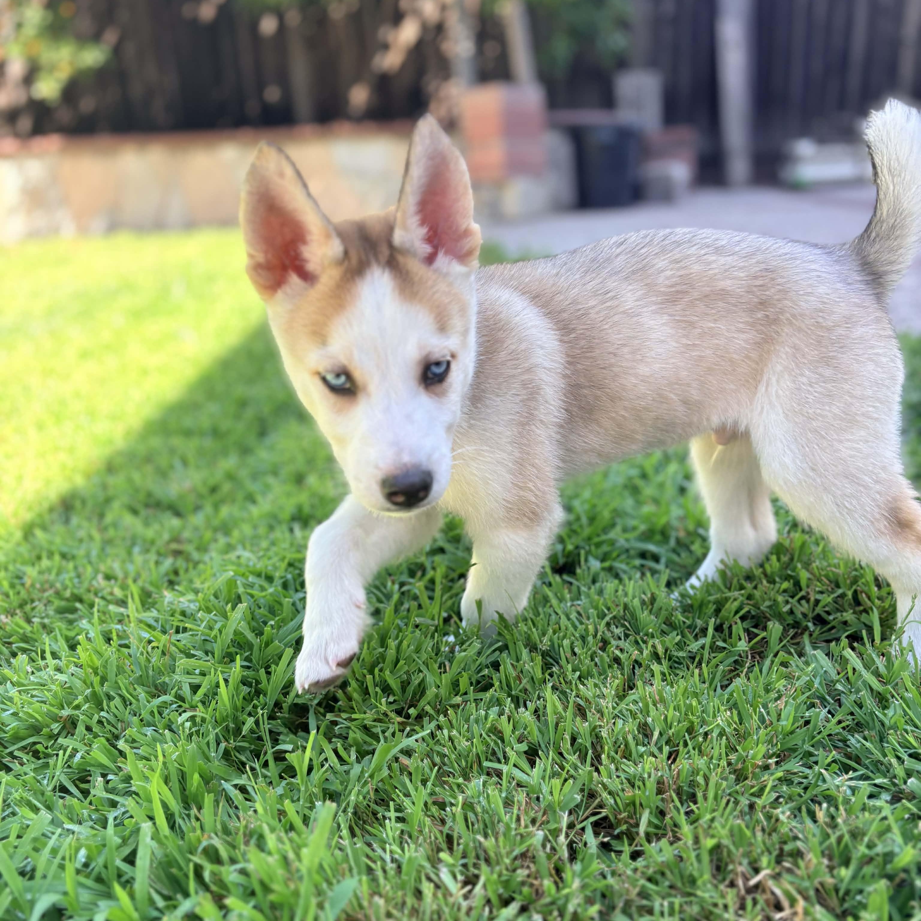 Enlarge Presley, a ADOPTABLE Siberian Husky in San Francisco, CA image 4/5