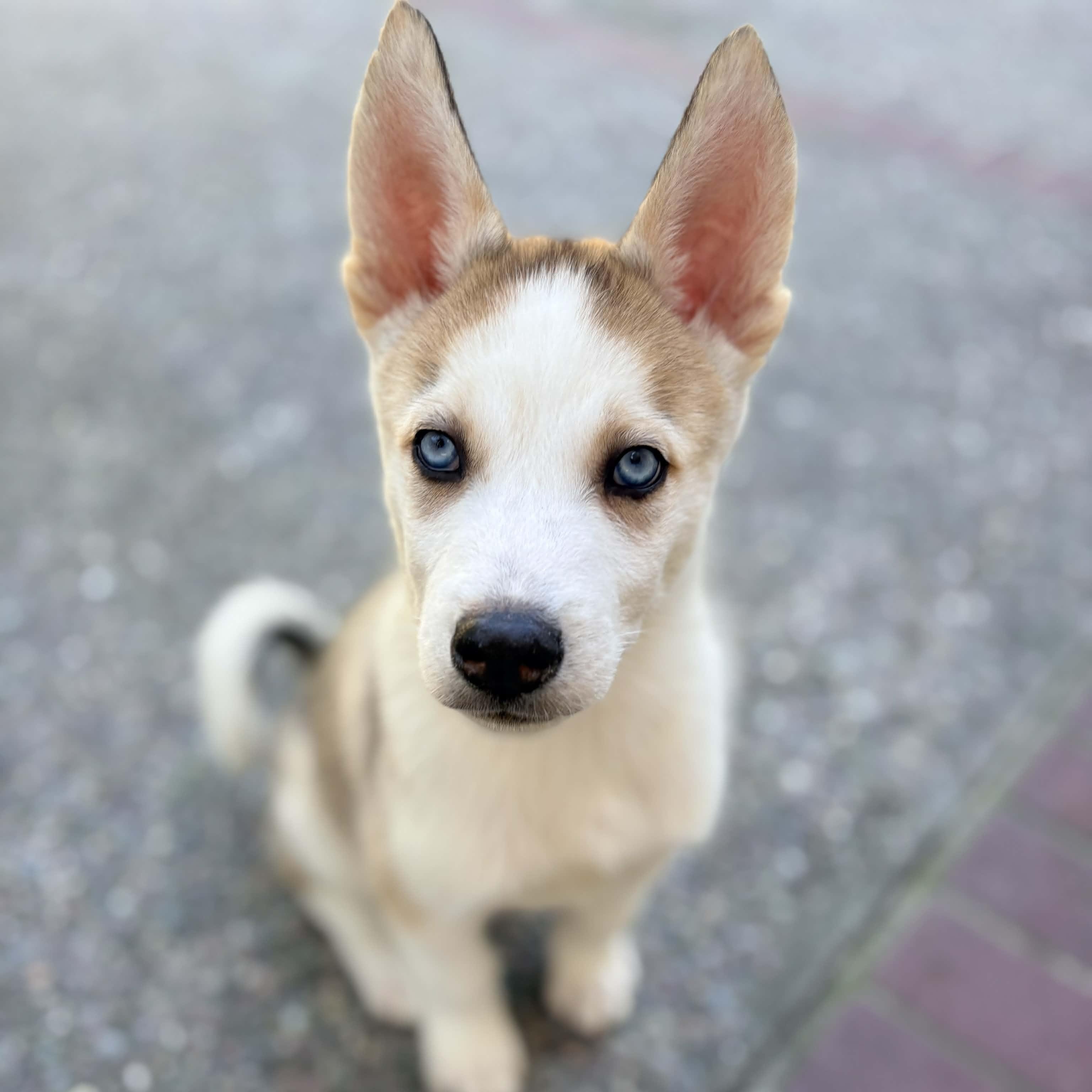 Enlarge Presley, a ADOPTABLE Siberian Husky in San Francisco, CA image 3/5