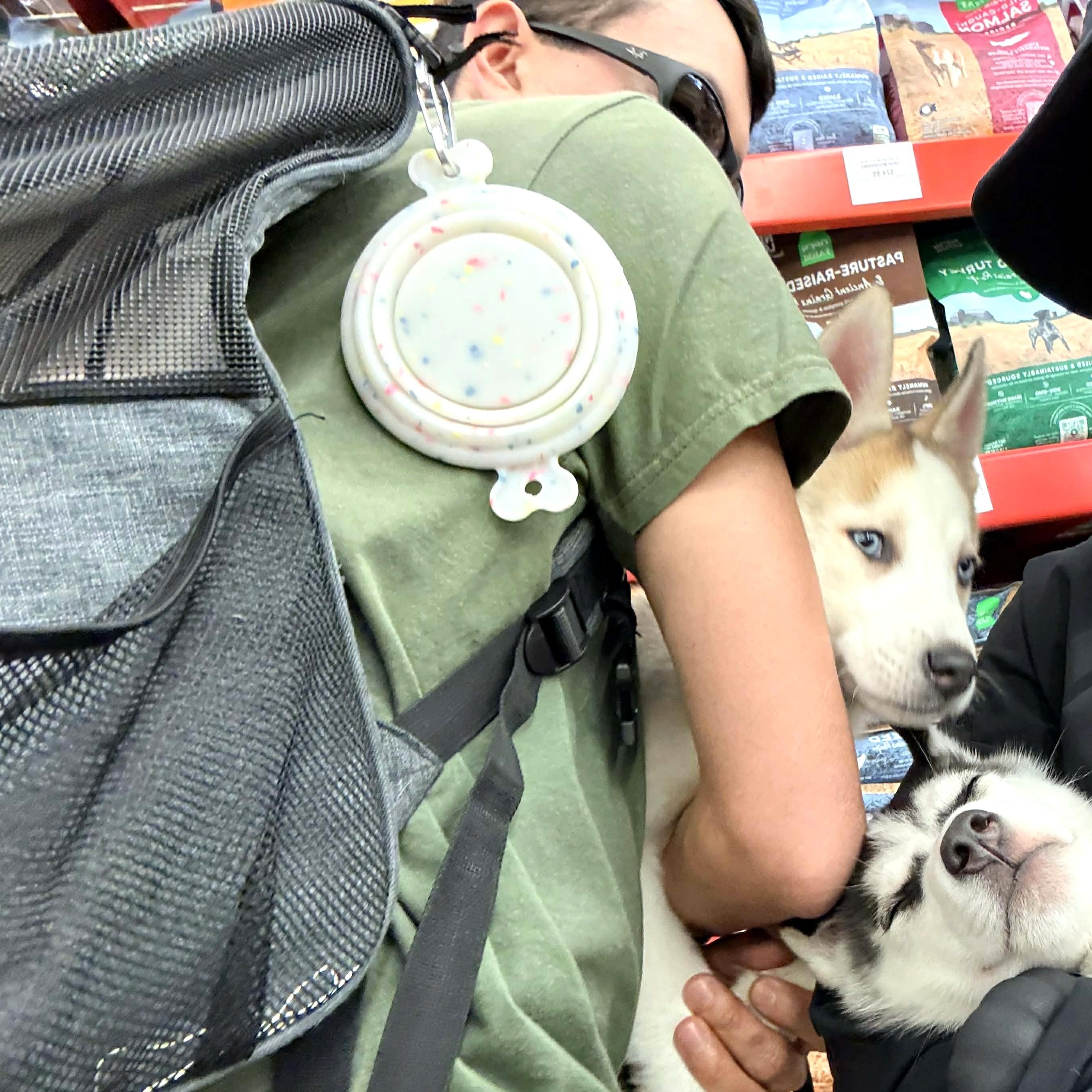 Enlarge Presley, a ADOPTABLE Siberian Husky in San Francisco, CA image 5/5