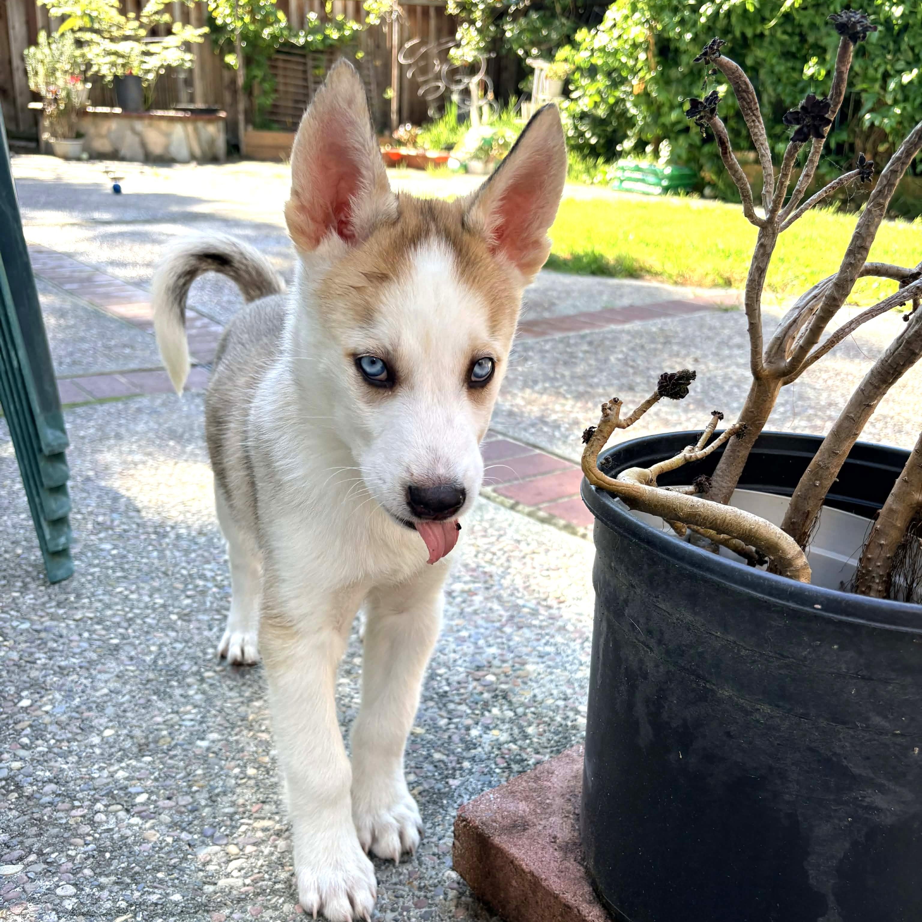 Presley, ADOPTABLE, Puppy Male Siberian Husky.