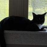 Enlarge FLOWER - Transport Available, a Adoptable Domestic Short Hair in Brazoria, TX image 3/4